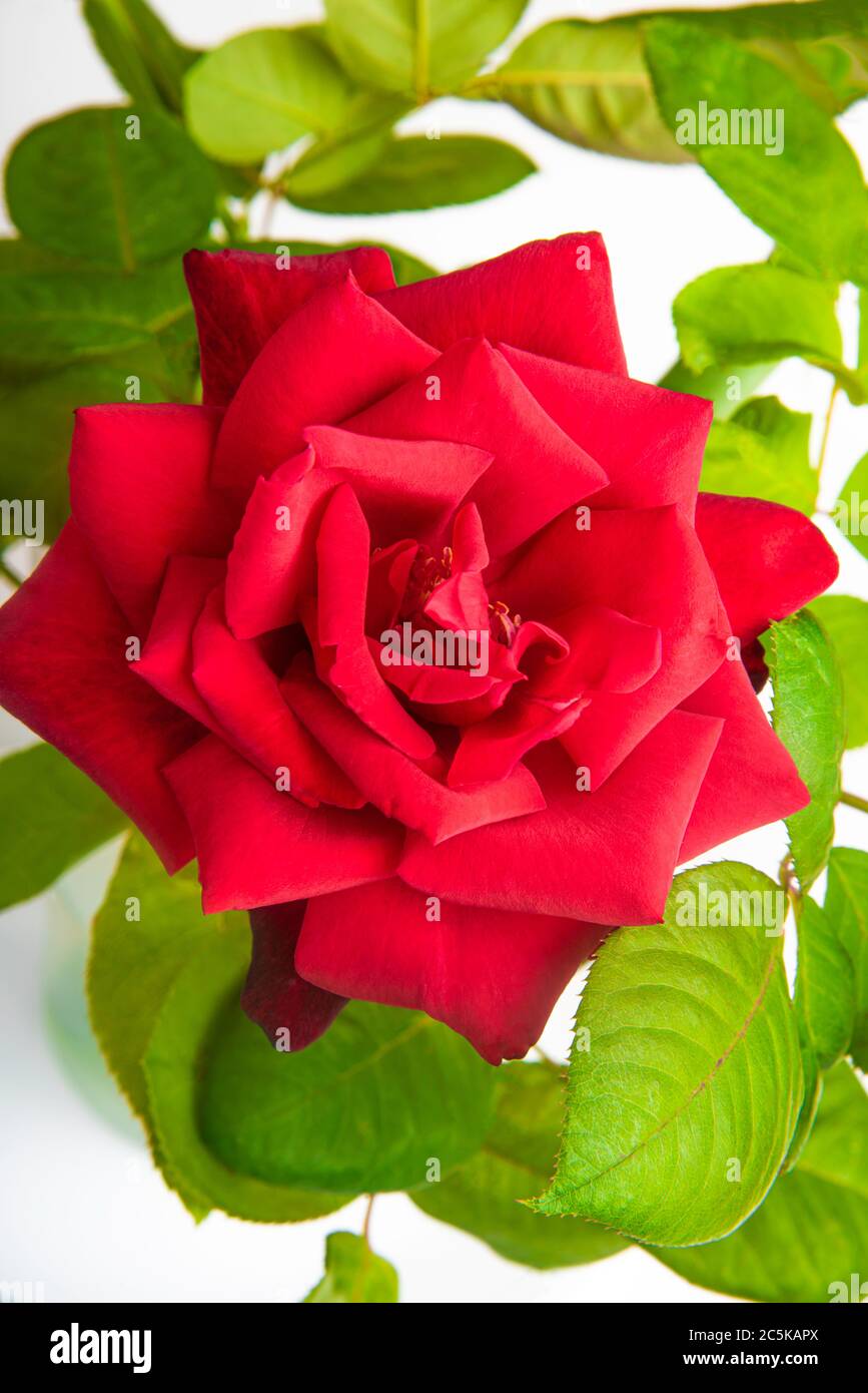 A close-up of a single red rose with velvety petals in full bloom ...