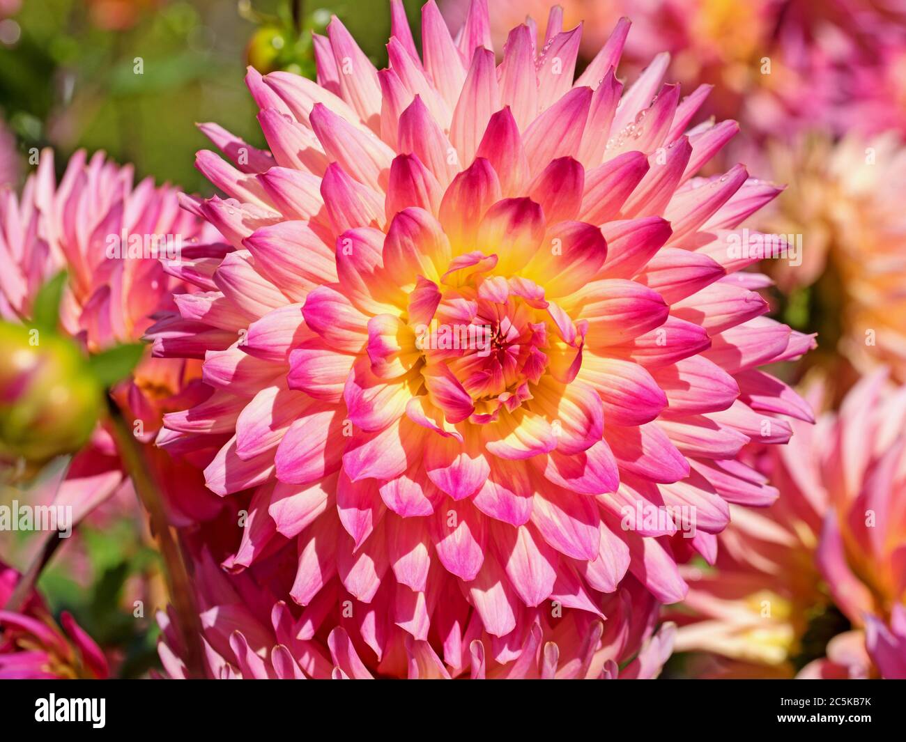 Closeup of pink dahlias hi-res stock photography and images - Alamy