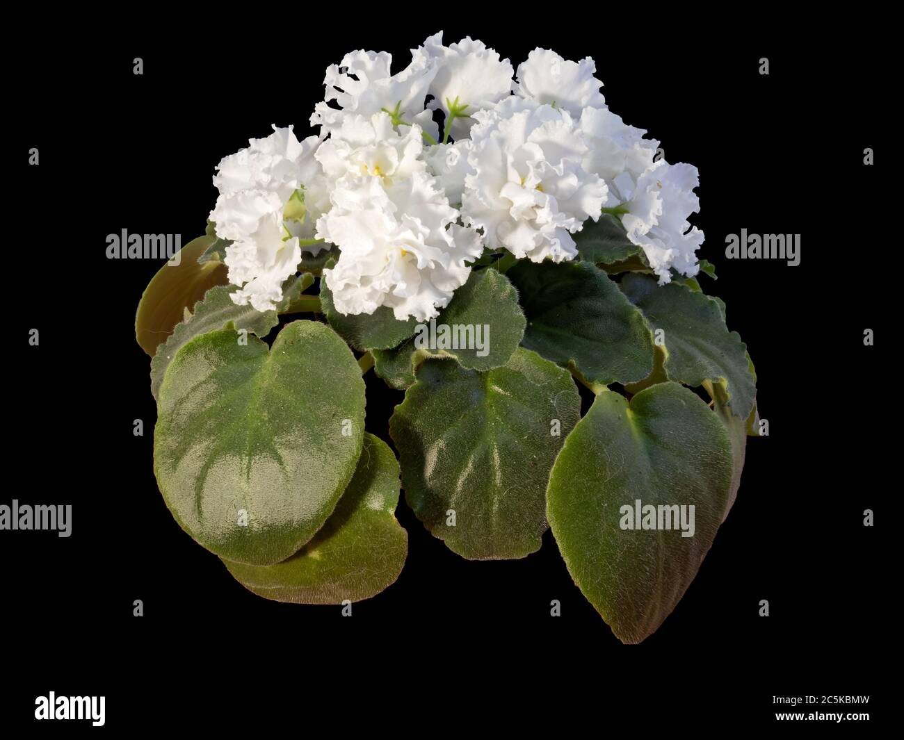 Blooming Violet Uzambara, Hybrid, White Terry, Close-Up, Macro Photography, Isolated On Black Background Stock Photo