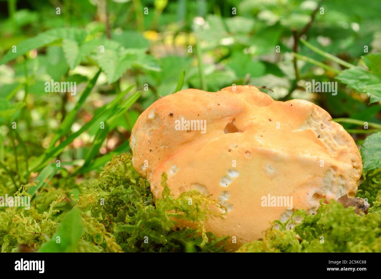 Wood Hedgehog mushroom, or Hydnum repandum, delicious edible mushroom in natural habitat, view from above Stock Photo