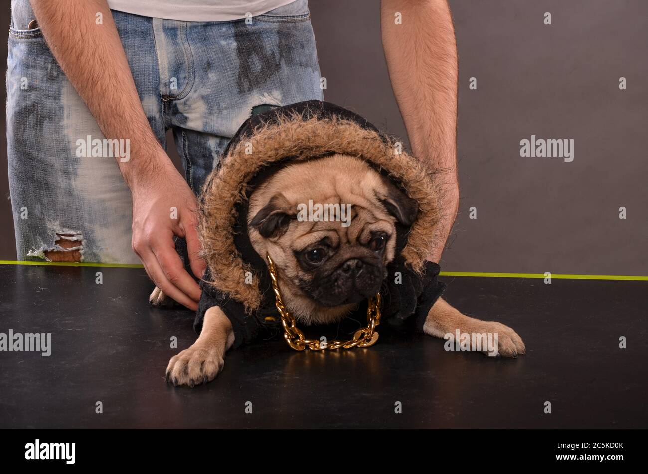 Young boy holding Pug dog in black jacket and golden necklace,  preparation for shutting in studi Stock Photo