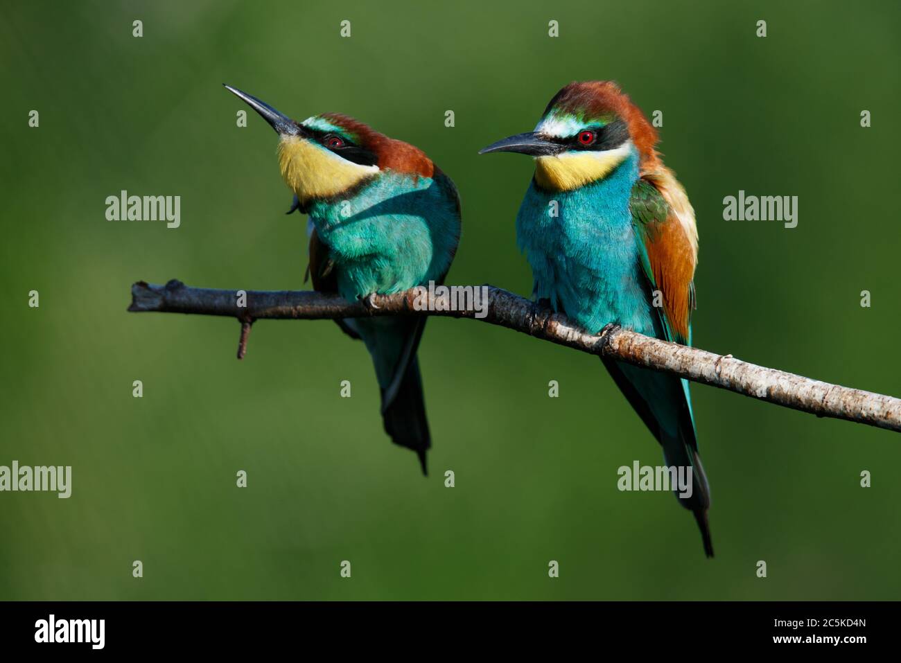 A Golden bee eater sits on a branch on a green background Stock Photo