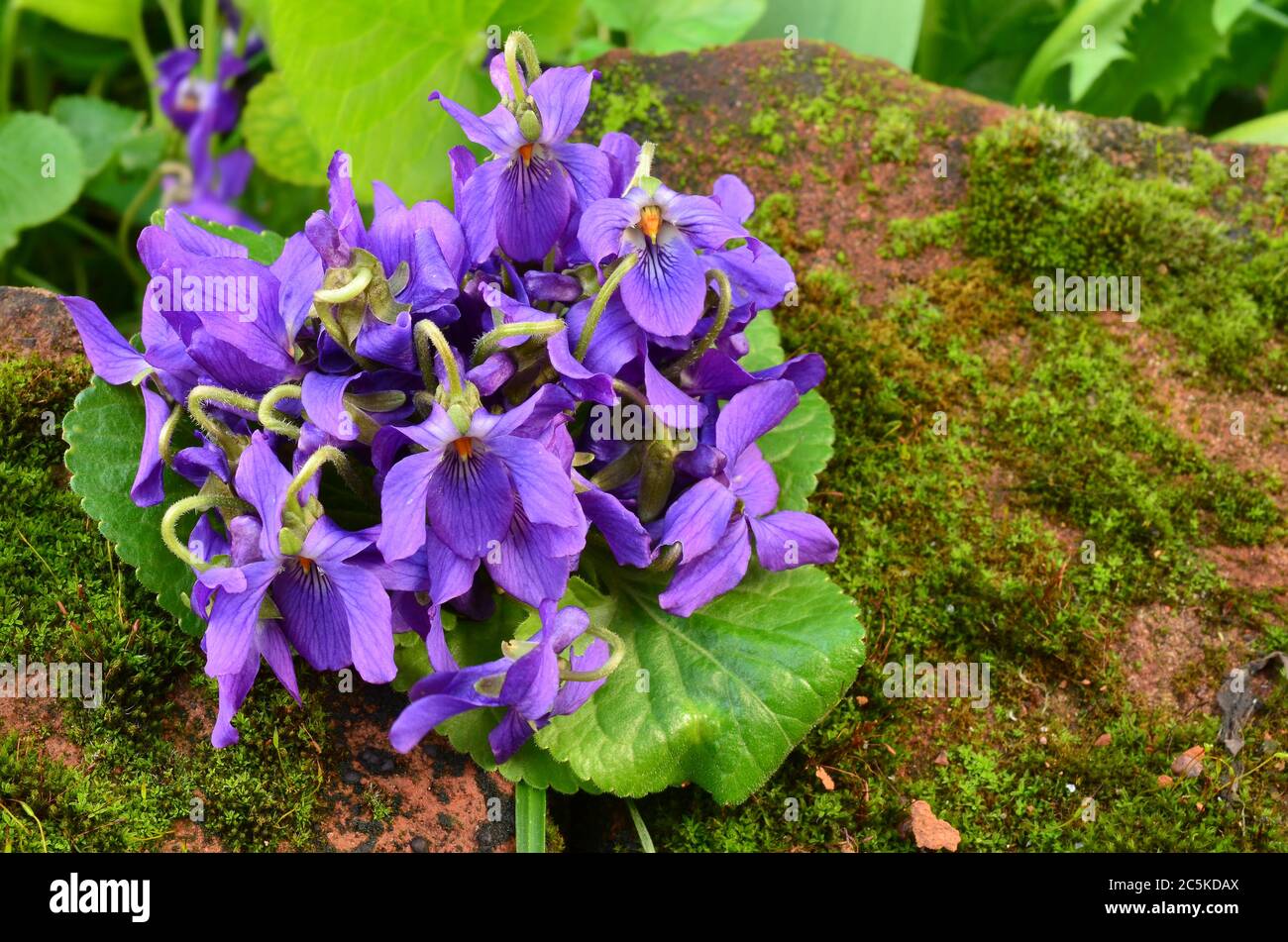 Bouquet of fragrant violets on red stone overgrown with moss Stock Photo