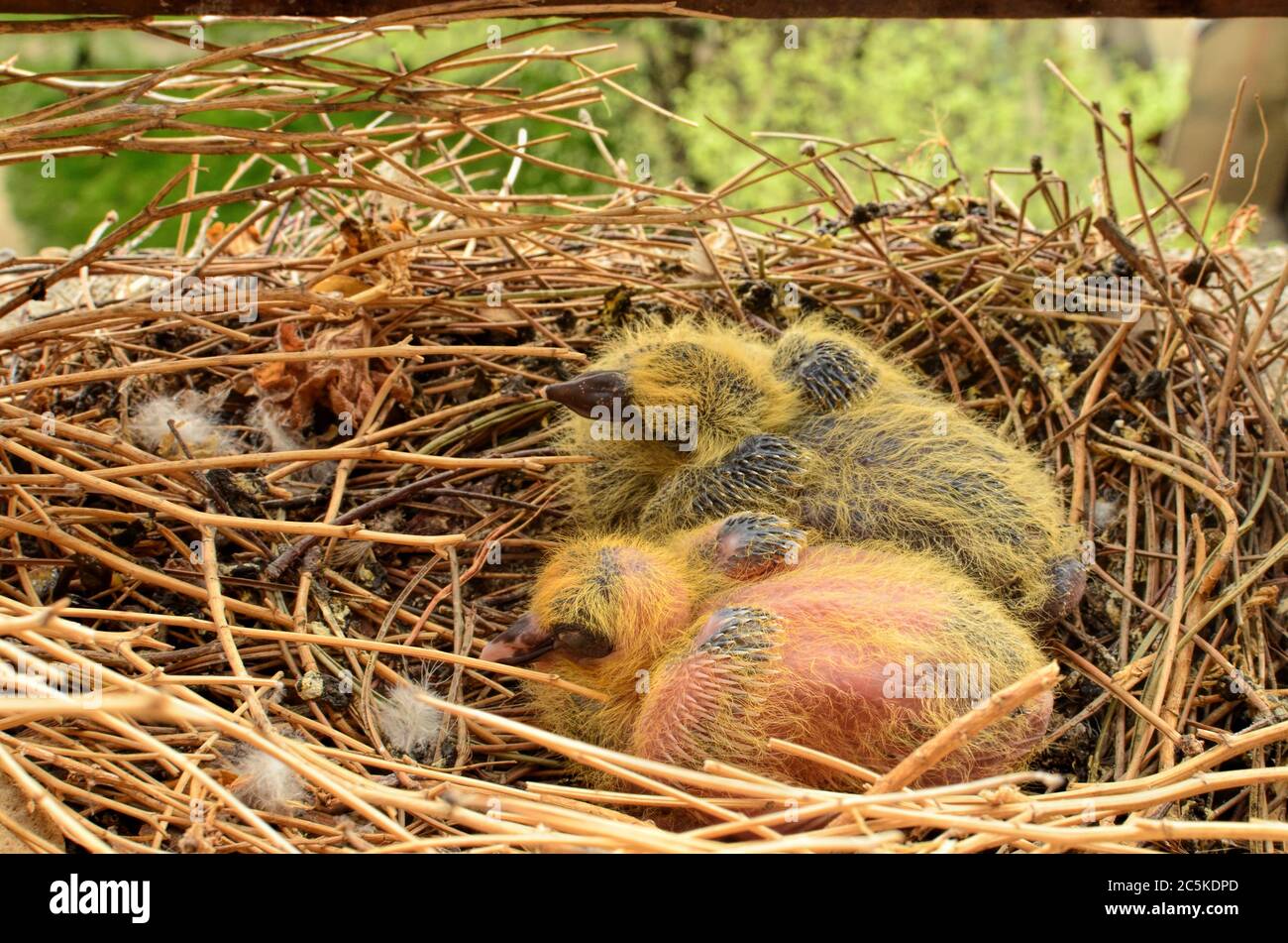 Two wild baby pigeons in their nest high above the ground Stock Photo