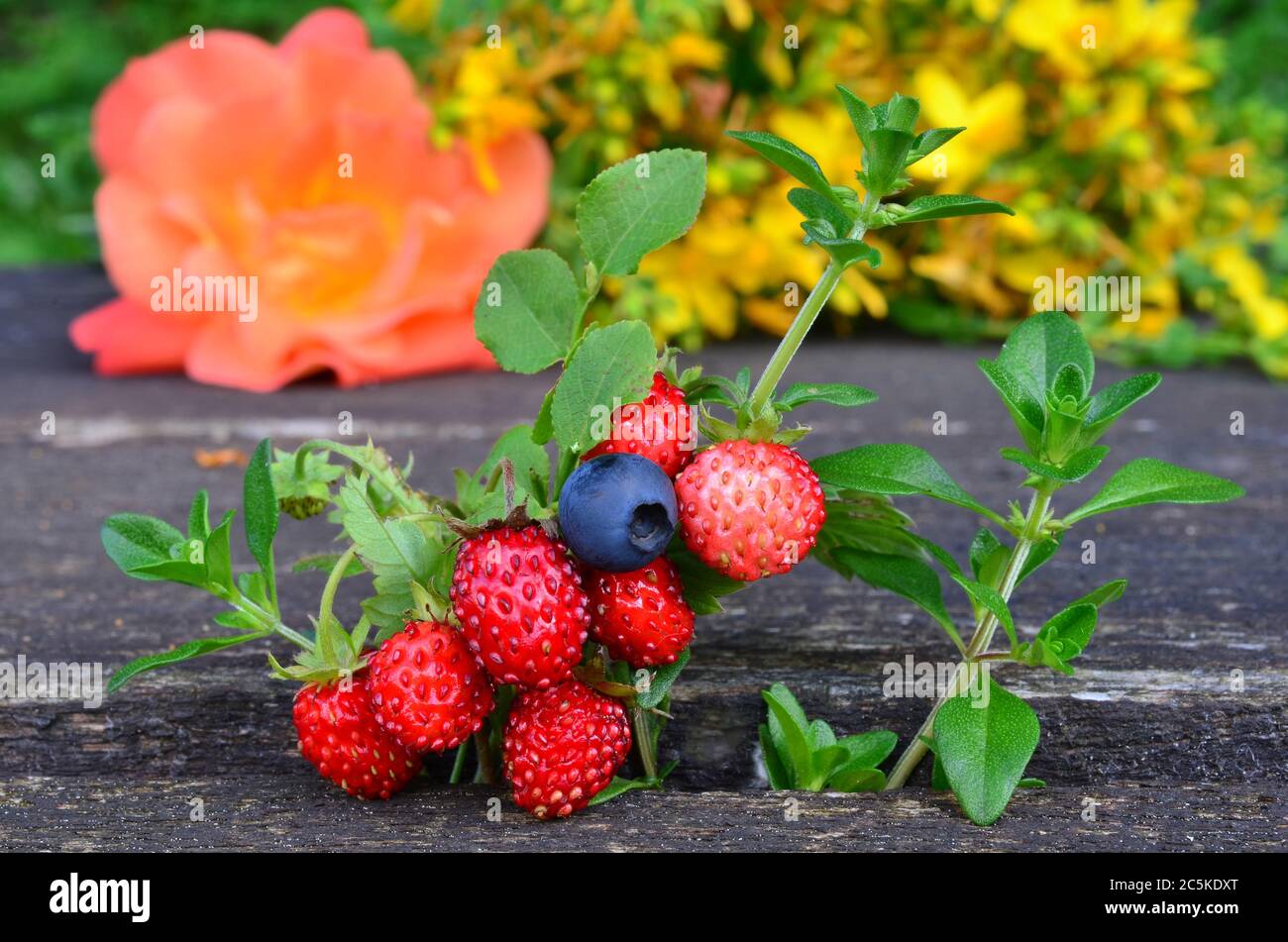 Macro shot of scented plants and fruit, blueberry, wild strawberry and wild thyme in foreground and St.John's worth and rose in background, shallow de Stock Photo