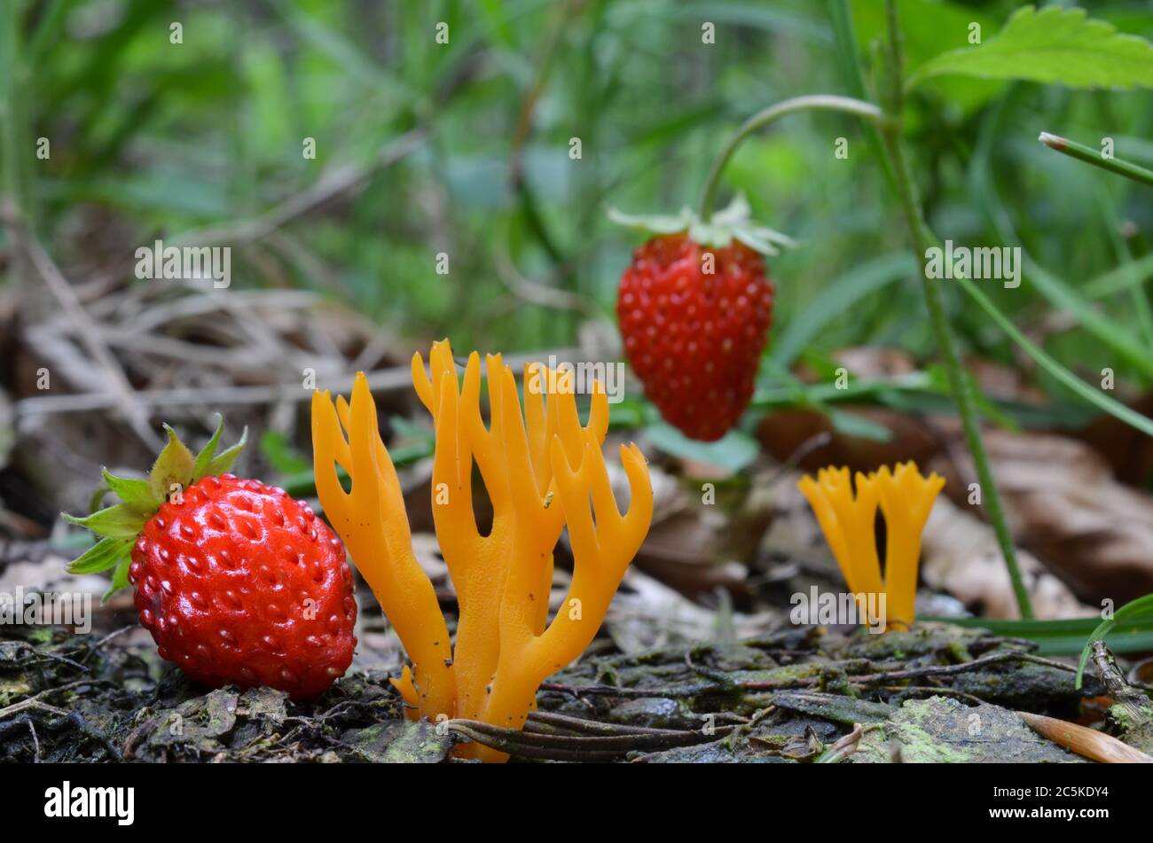 Yellow Stagshorn mushroom or Calocera viscosa in natural habitat, in the company of wild, ripe strawberries Stock Photo