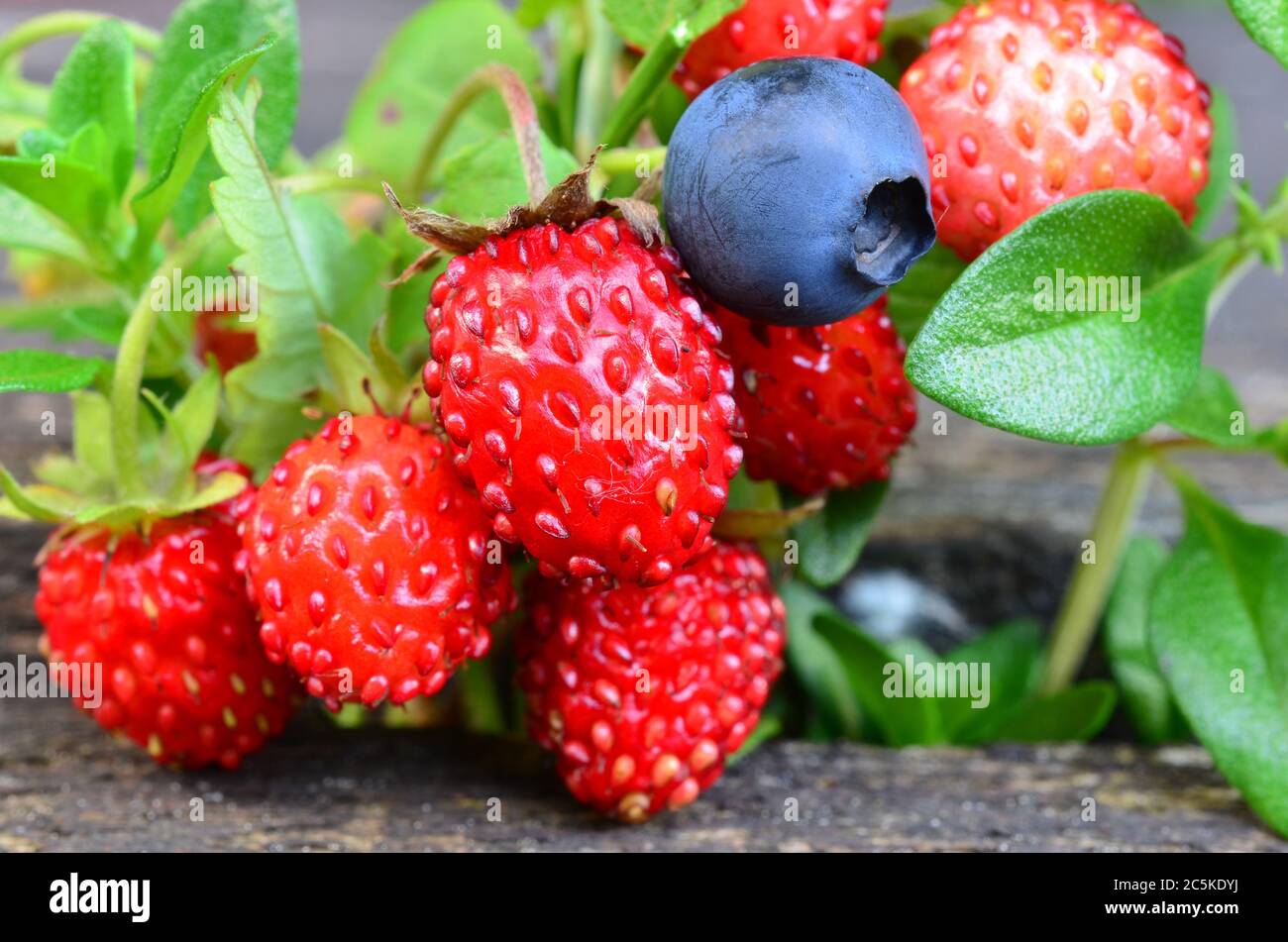 Macro shot of blueberry, wild strawberries and wild thyme on old oak table Stock Photo