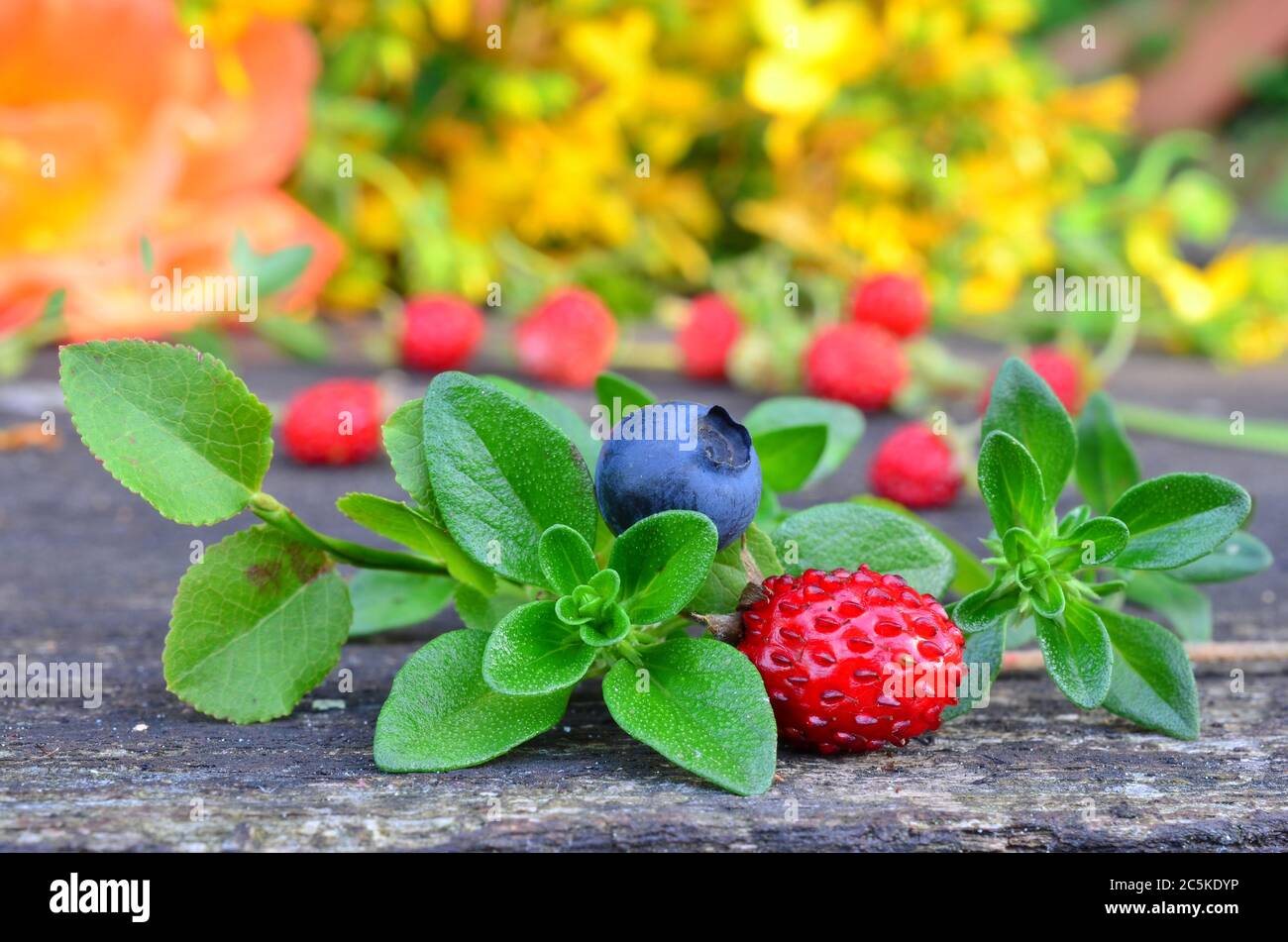 Macro shot of blueberry, wild strawberry and wild thyme in foreground and St.John's worth in background Stock Photo