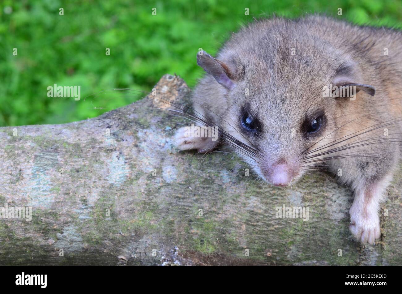 Glis glis hi-res stock photography and images - Alamy