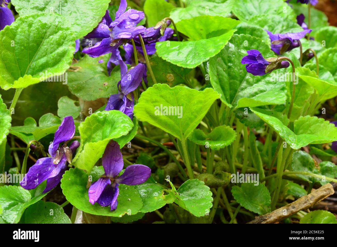 Wild violets with raindrops after heavy spring rain, close up view Stock Photo