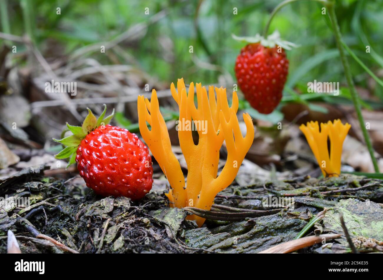 Calocera viscosa or Yellow Stagshorn mushroom in natural habitat, in the company of wild, ripe strawberries Stock Photo