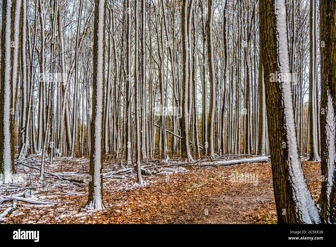 Snow on the ground in forest in winter time Stock Photo - Alamy
