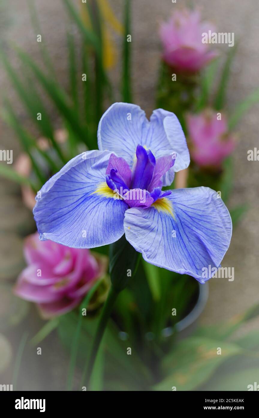 Close-up of a violet iris flower in a garden with pink flowers in the blurred background. Vignette frame. Iris is the Greek name for rainbow. Stock Photo