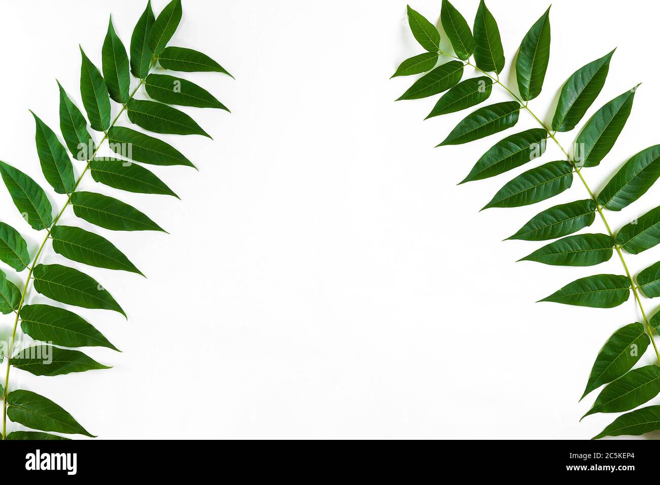 Green leaf branches on white background. flat lay, top view Stock Photo ...