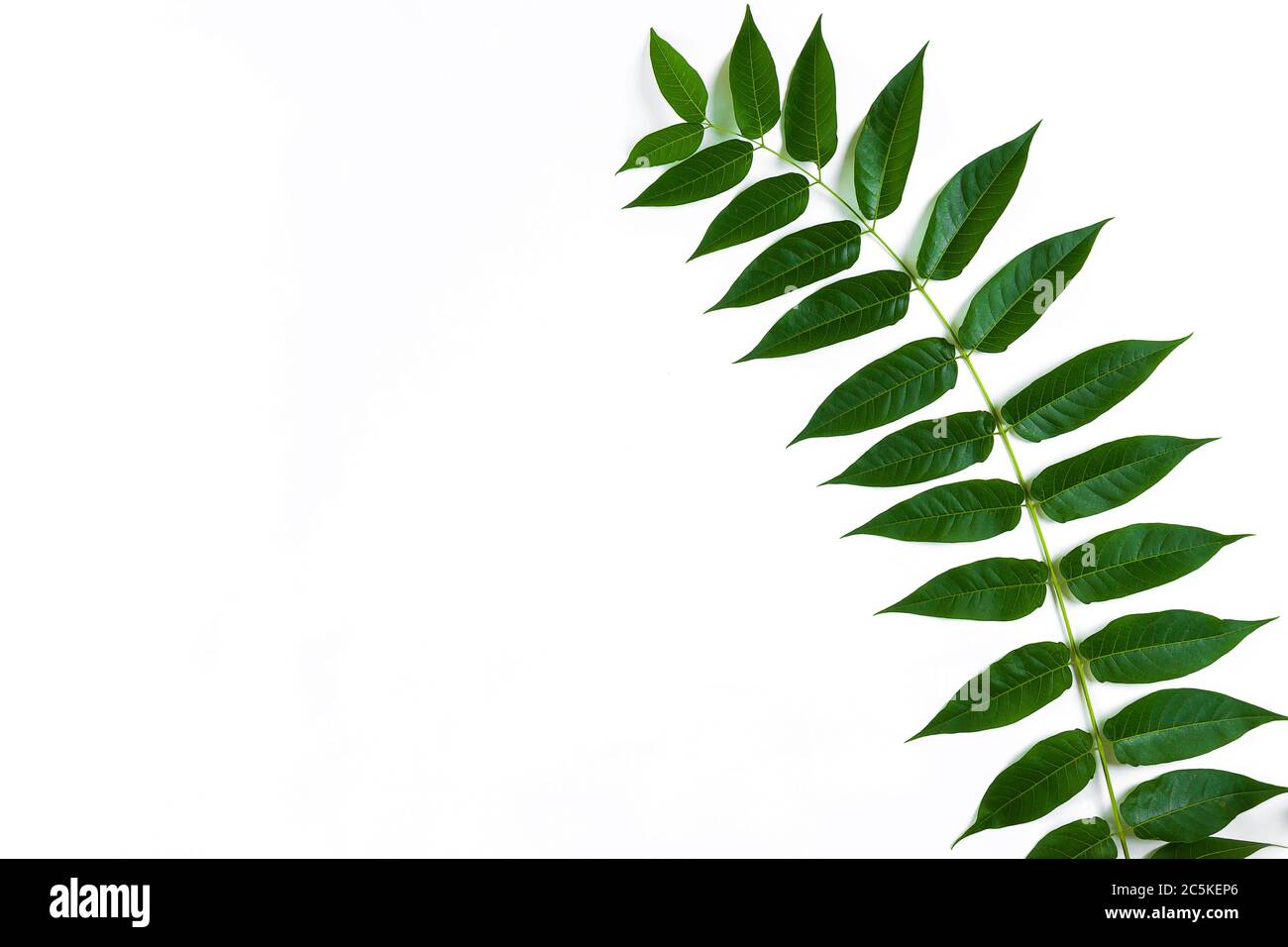 Green leaf branches on white background. flat lay, top view Stock Photo ...