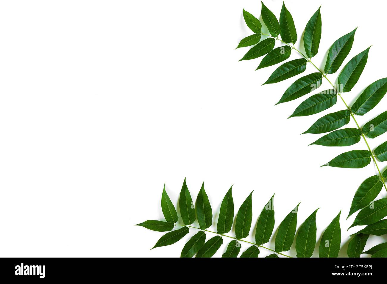 Green leaf branches on white background. flat lay, top view Stock Photo ...