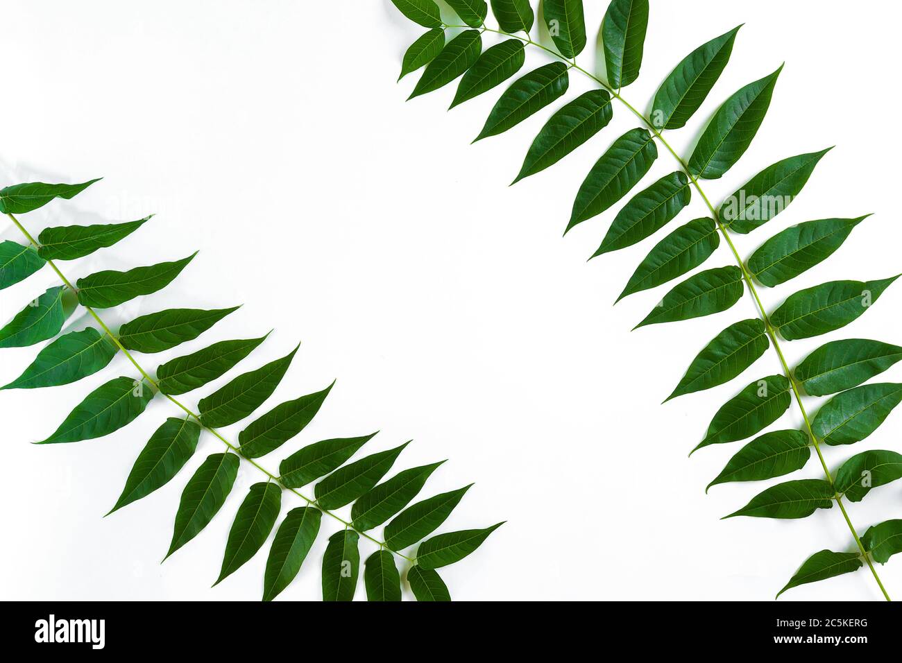 Green leaf branches on white background. flat lay, top view Stock Photo ...