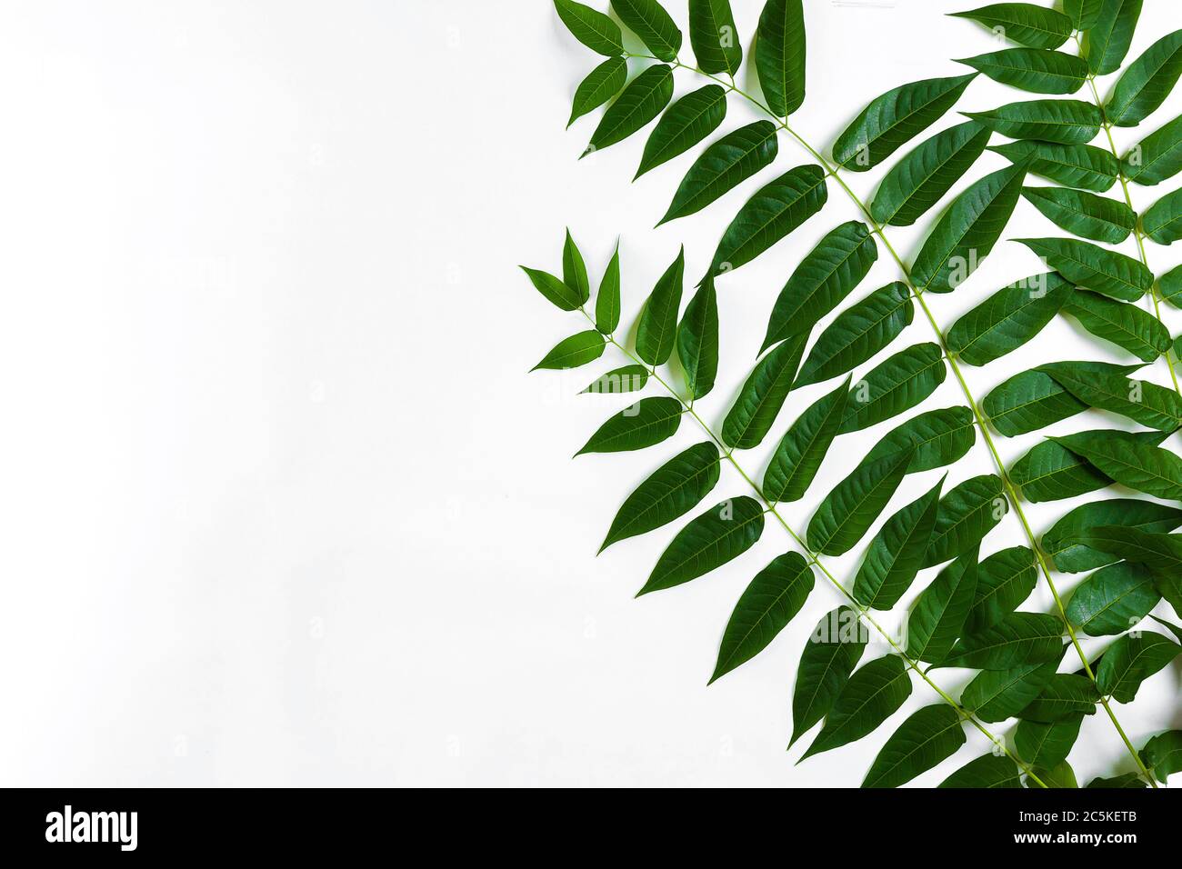 Green leaf branches on white background. flat lay, top view Stock Photo ...