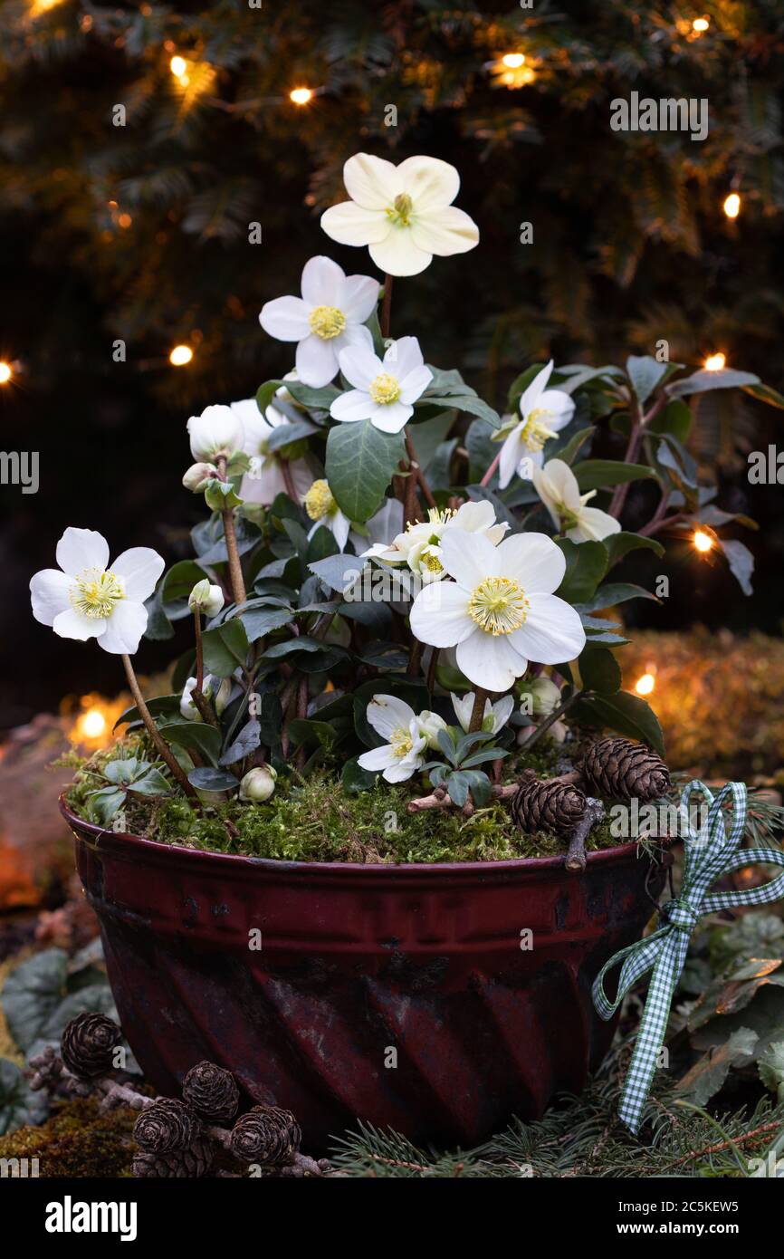 helleborus niger in old guglhupf mold as winter garden decoration Stock Photo