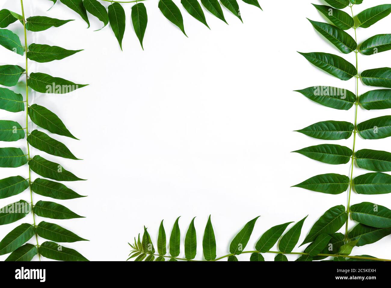 Green leaf branches on white background. flat lay, top view Stock Photo ...