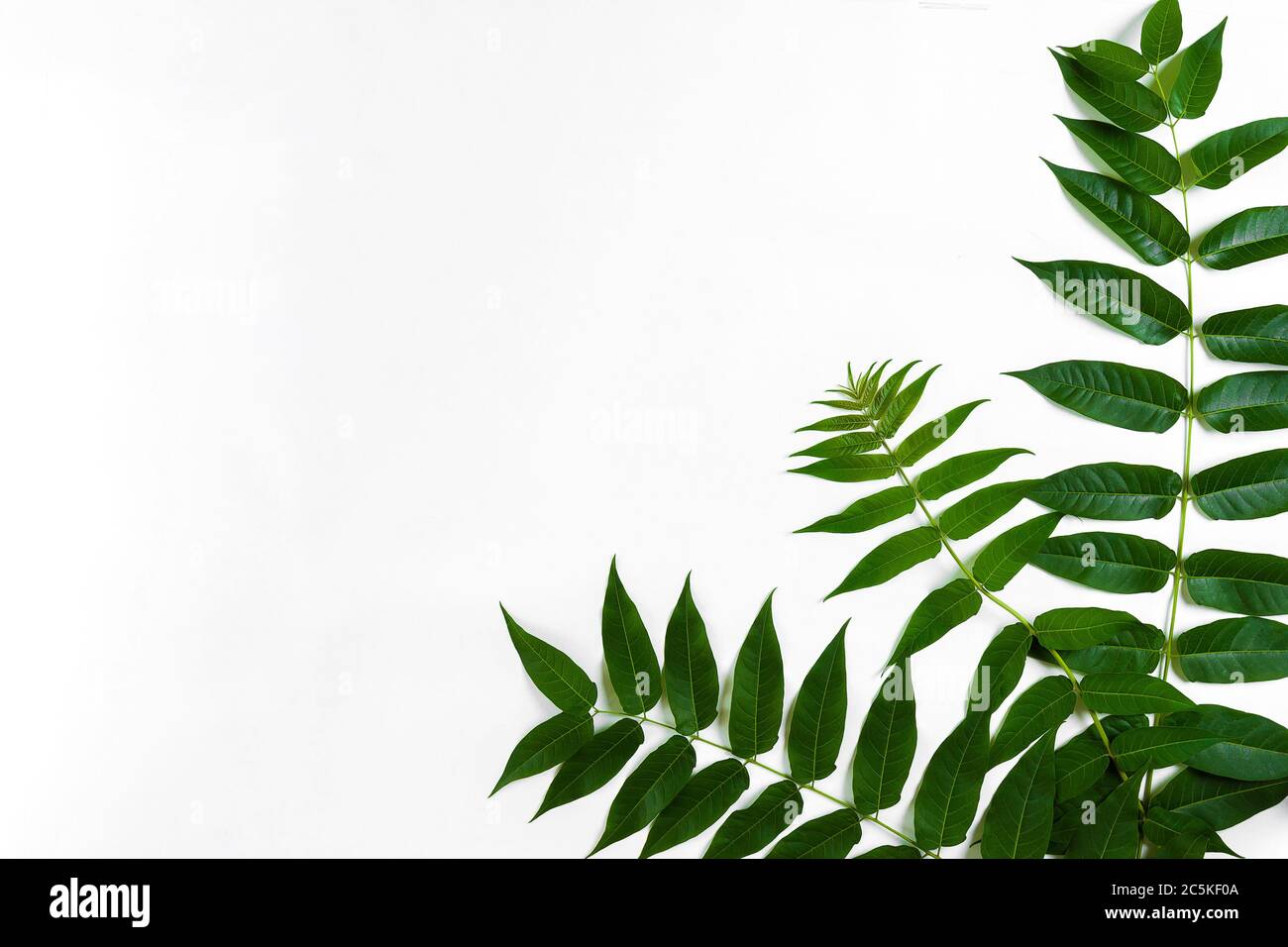 Green leaf branches on white background. flat lay, top view Stock Photo ...