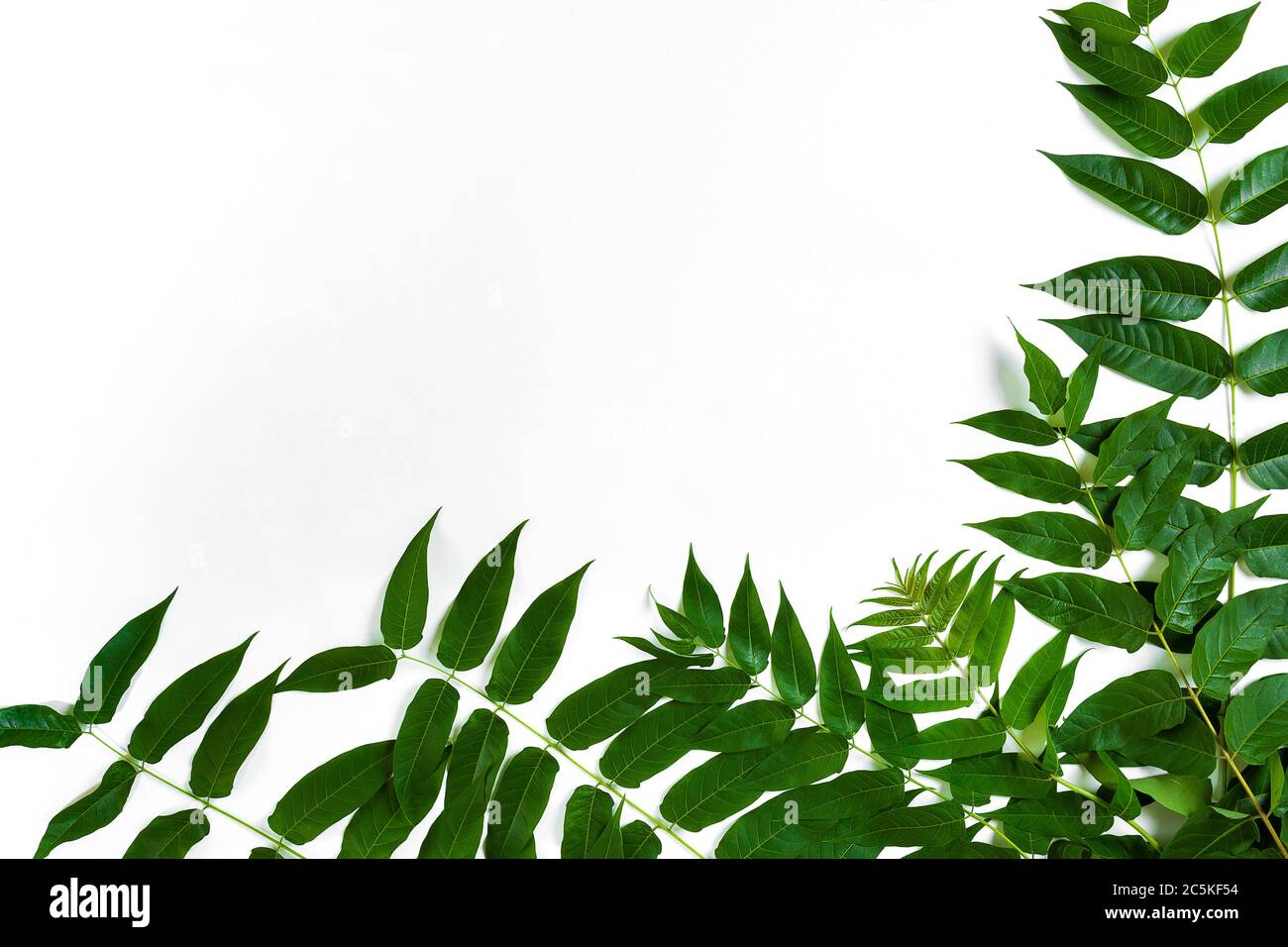 Green leaf branches on white background. flat lay, top view Stock Photo ...
