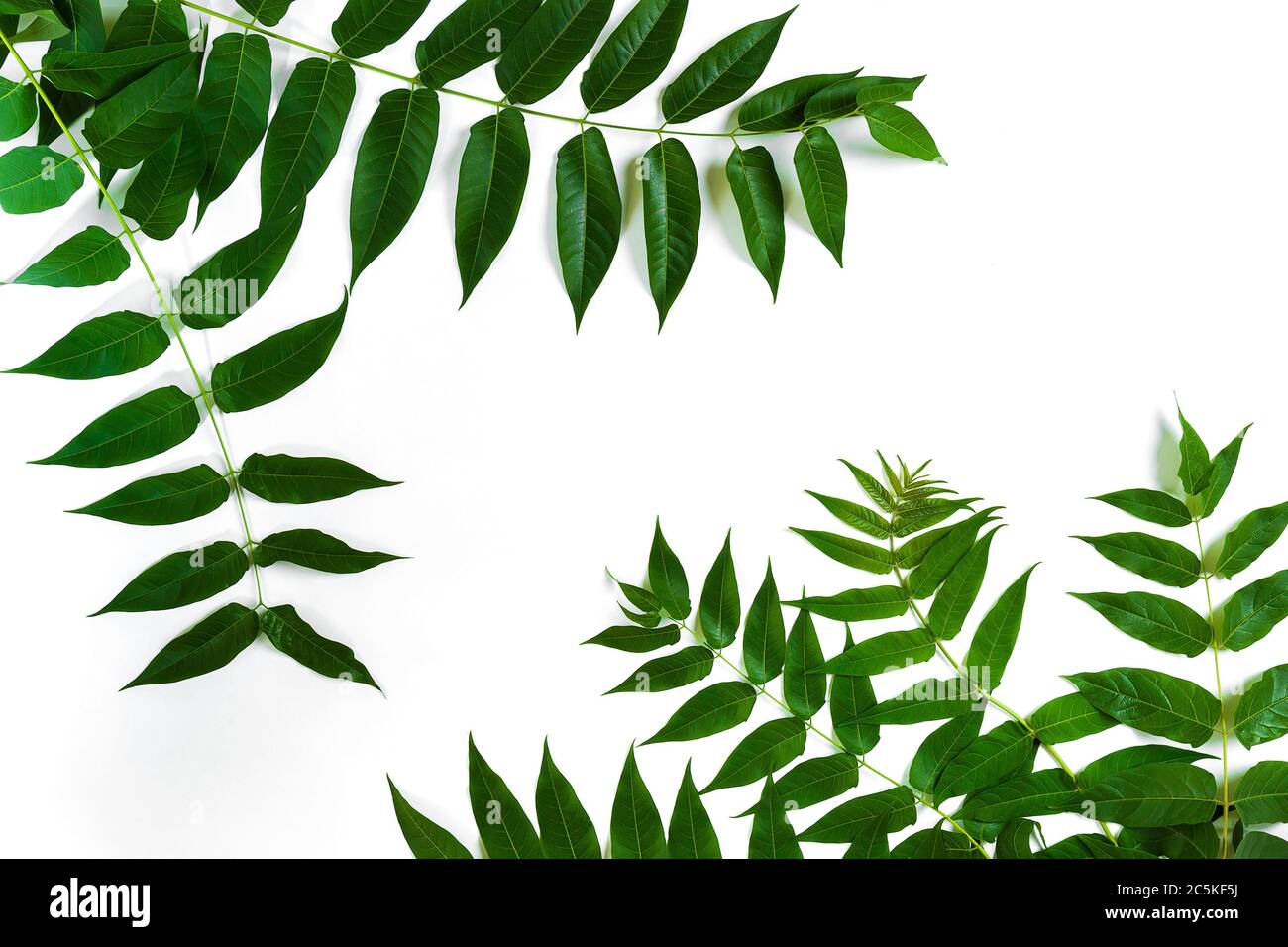 Green leaf branches on white background. flat lay, top view Stock Photo ...