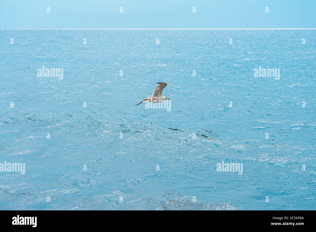 Sea gull fly against the blue ocean and the horizon line. Landscape of blue sea and blue sky on a sunny warm day. Stock Photo