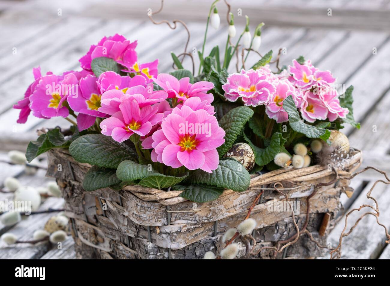 pink primroses in basket as spring garden decoration Stock Photo
