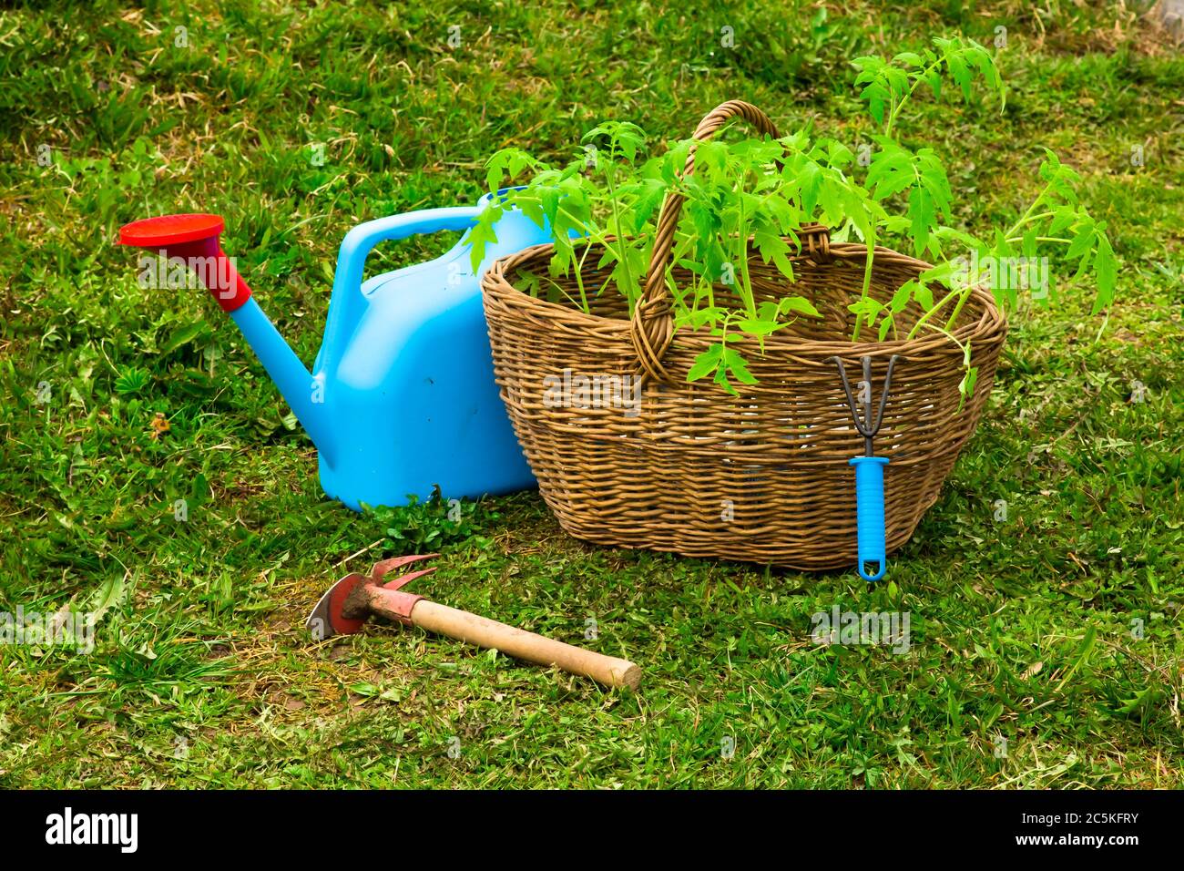 Preparing tomato seedlings for planting in a greenhouse. Wicker basket with tomato seedlings close-up. Watering can and gardening tool close-up Stock Photo