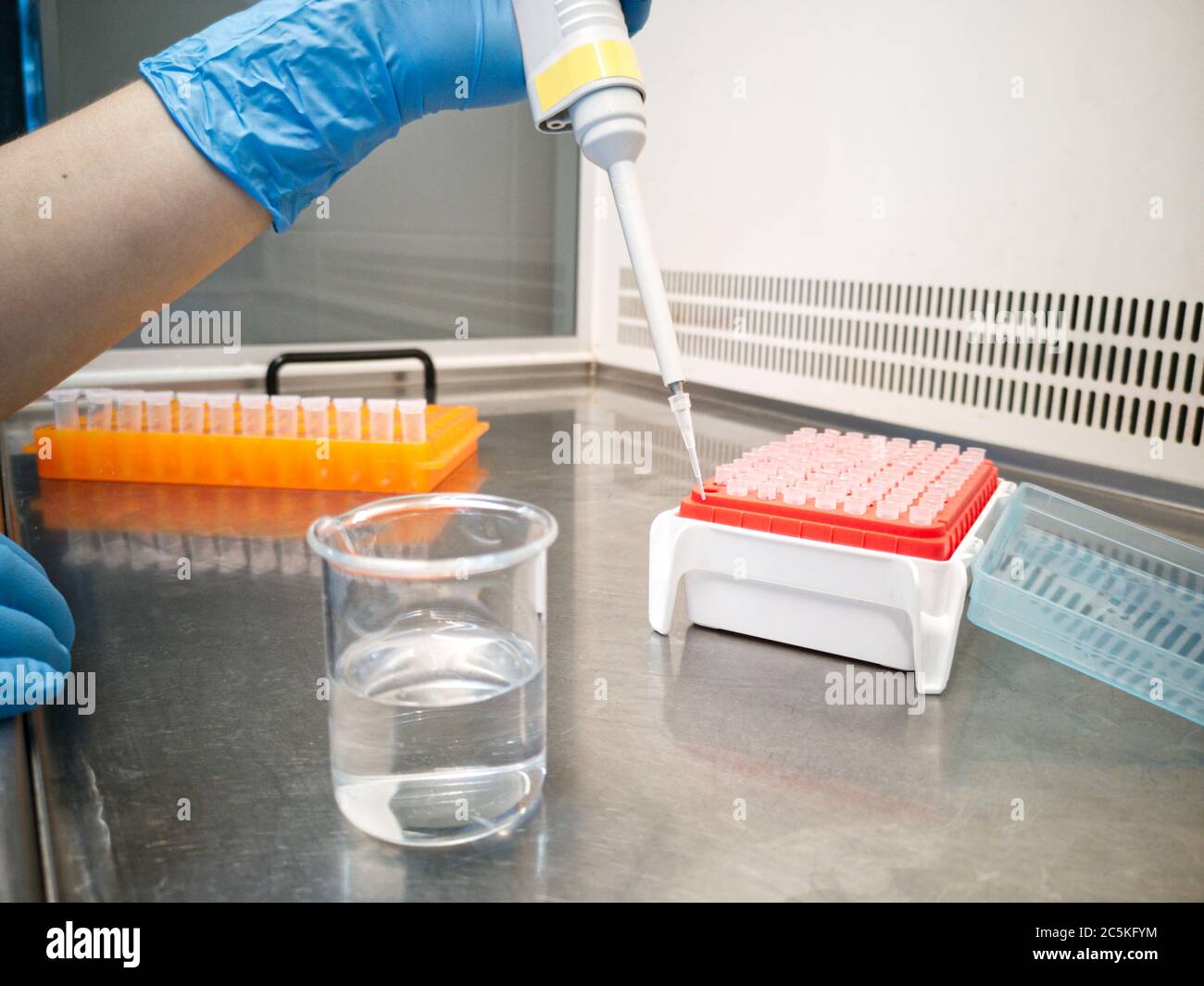 Lab technician in blue medical gloves using an electronic pipette. Researcher and laboratory concepts. Stock Photo