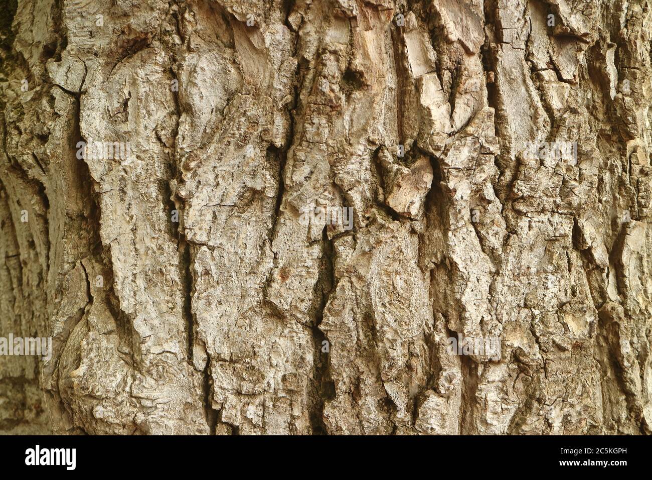 Closeup Texture of Rough Tree Bark for Background or Banner Stock Photo ...
