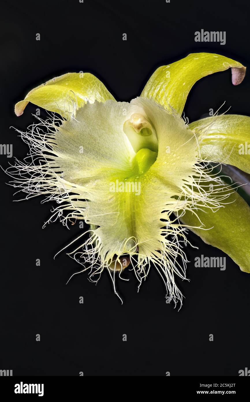 Brassavola Orchid (Rhyncholaelia digbyana Stock Photo - Alamy