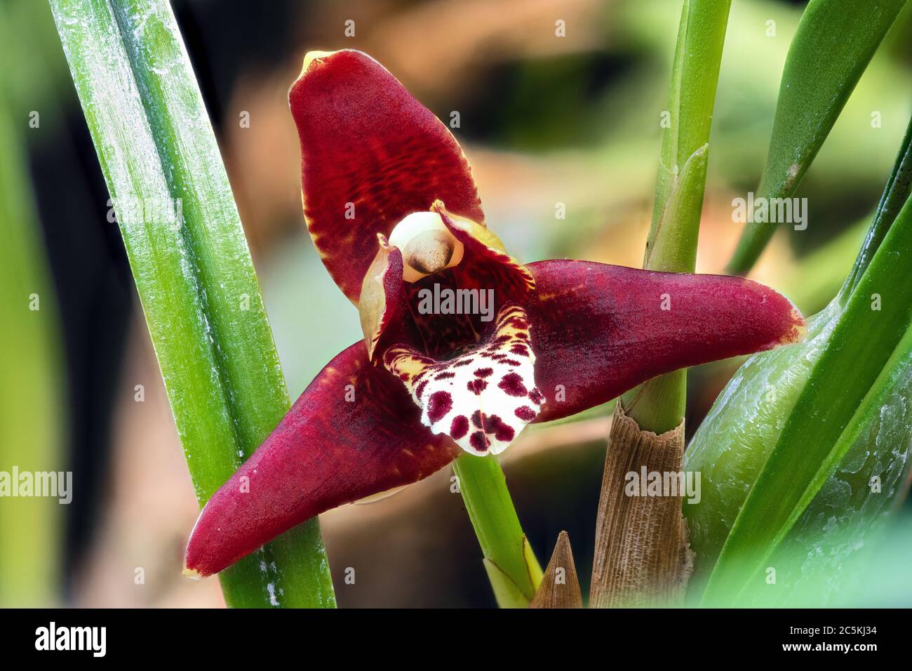 Close-up of Orchid Flower (Maxillaria spec.) Stock Photo