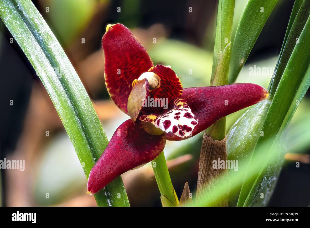 Close-up of Orchid Flower (Maxillaria spec.) Stock Photo