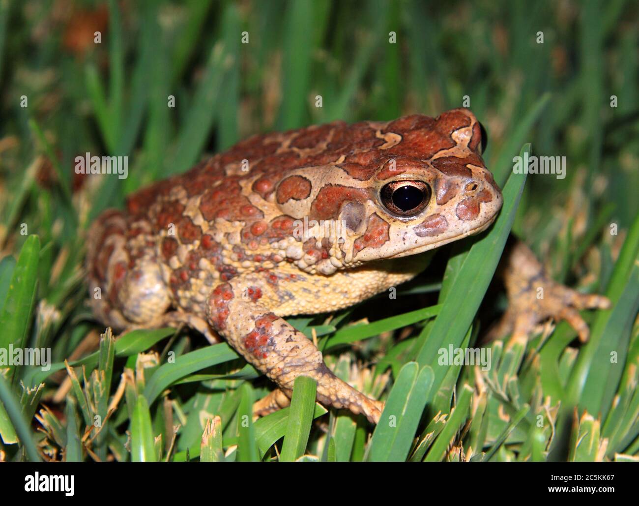 Moroccan Spadefoot Toad (Pelobates varaldii) in the grass at night - protected species - rare photo. Red list of endangered species. Stock Photo