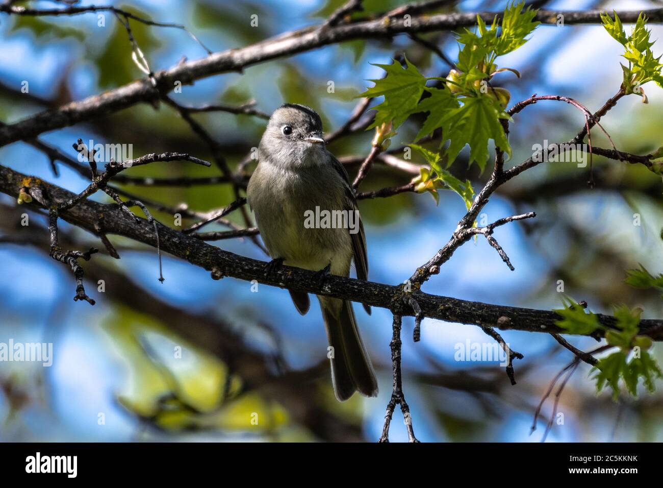 Small Song Bird, likely Western Wood-Pewee (Contopus sordidulus) Stock Photo