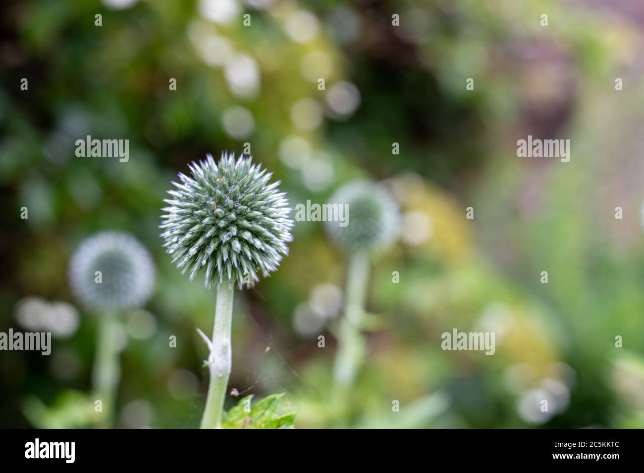 Beautiful Flowers Stock Photo