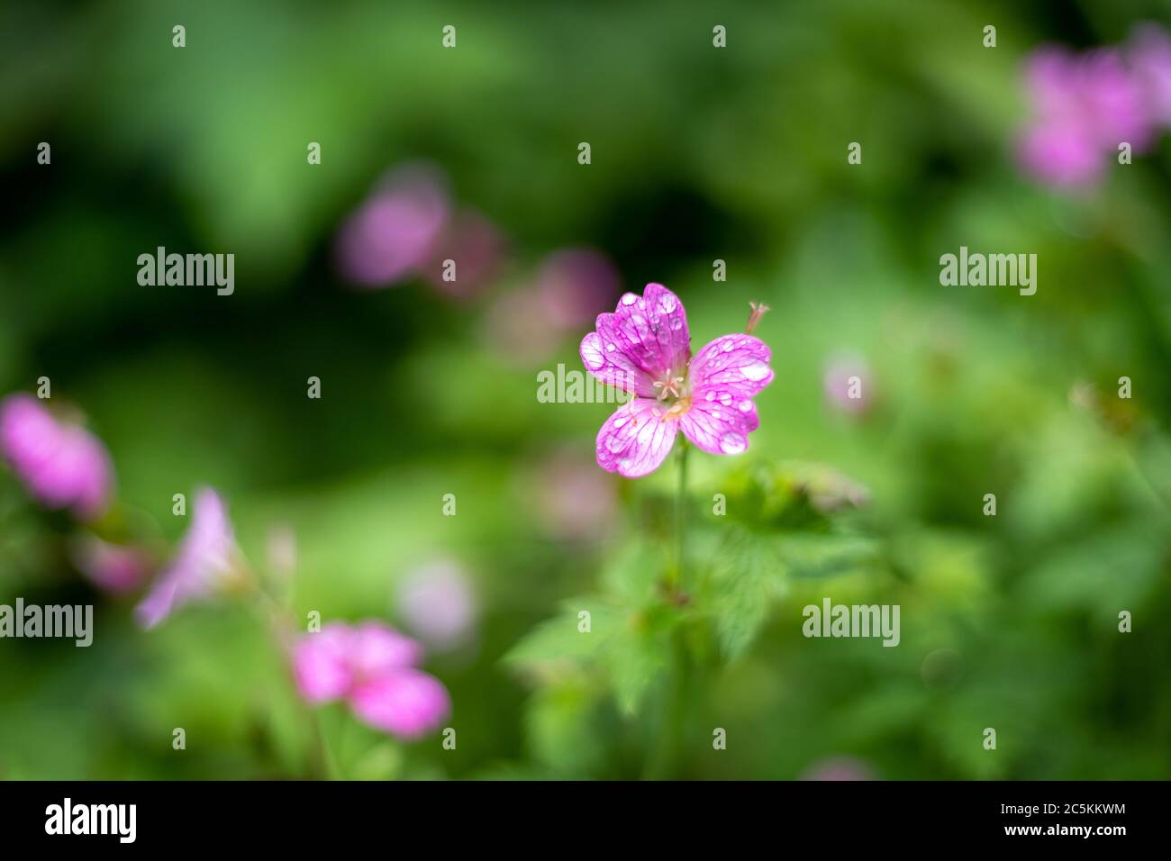 Beautiful Flowers Stock Photo