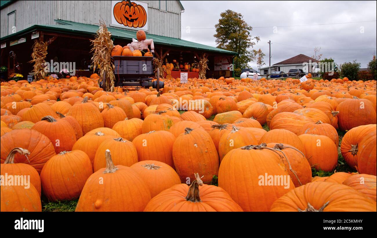 Pumpkins on display in a farm market, Orangeville, Ontario, Canada