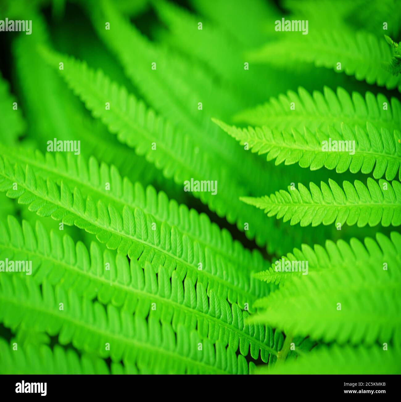 Selective focus on the image. Green leaf of fern black background. Wildlife Paportik. Green leaf. Symbol Wildlife Ecology. Out of focus. Stock Photo
