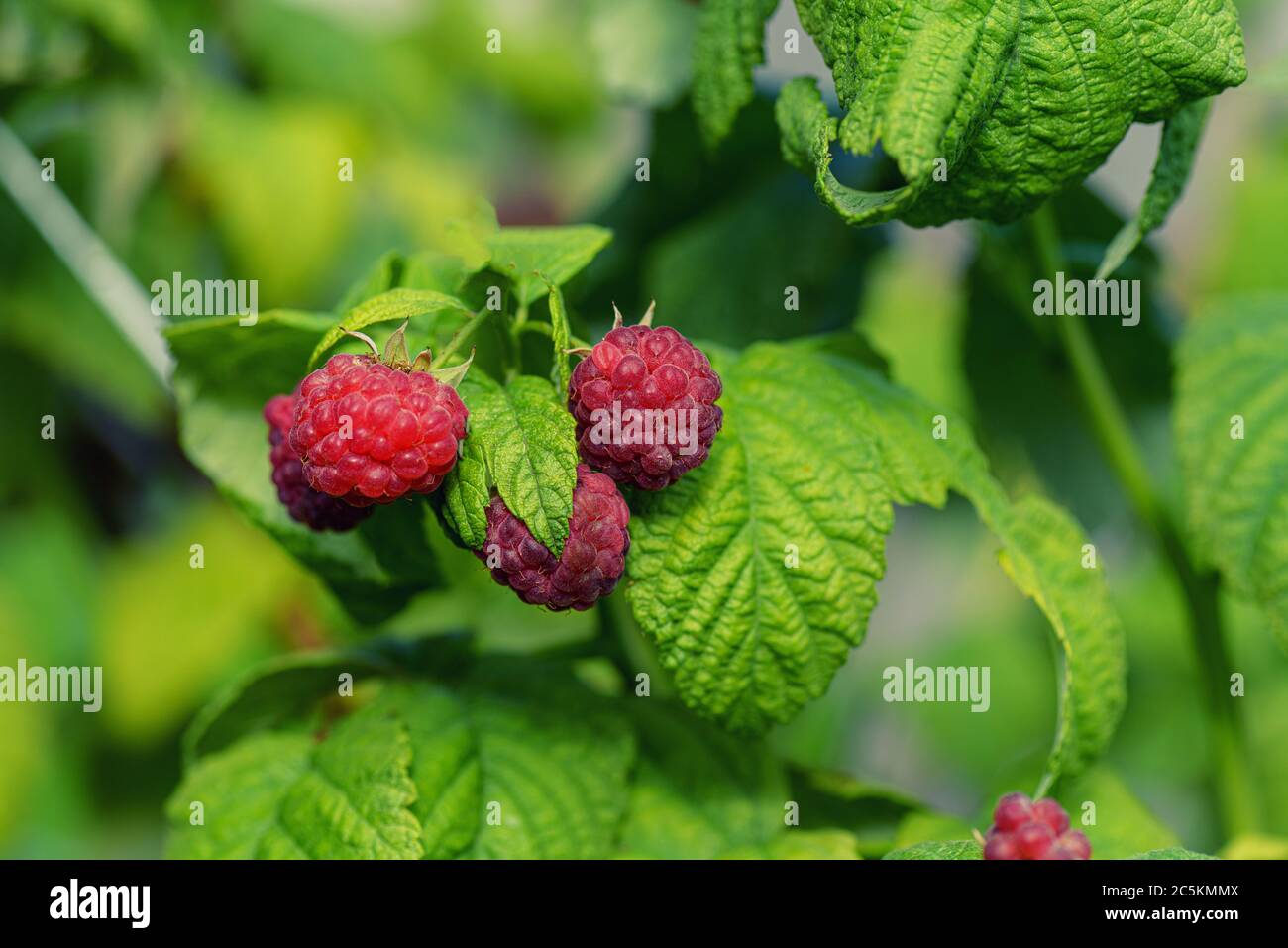 Raspberries in the sun. Photo of ripe raspberries on a branch. Raspberries on a branch in the garden. Red berry with green leaves in the sun. Stock Photo