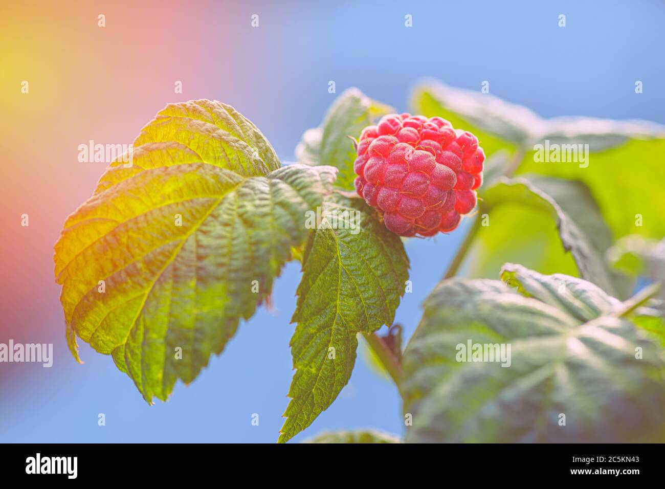 Raspberries in the sun. Photo of ripe raspberries on a branch. Raspberries on a branch in the garden. Red berry with green leaves in the sun. Stock Photo