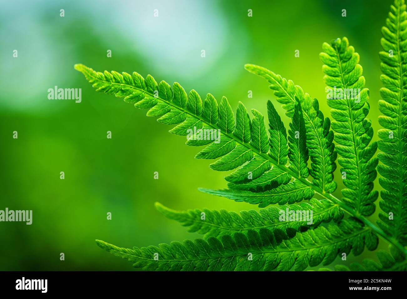 Fern Leaves Ecology Concept. Wildlife Paportik Green Leaf. Green ecological wildlife concept background. Stock Photo