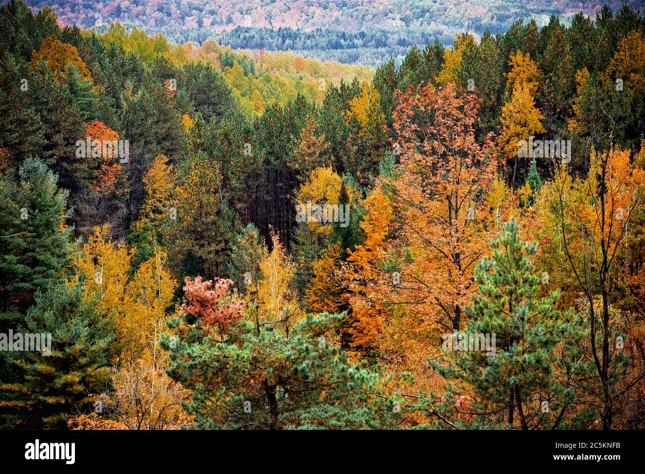 Aerial view of a colorful forest in autumn with multicolored orange and  green foliage on the trees in the changing seasons Stock Photo - Alamy, image size:1300x957