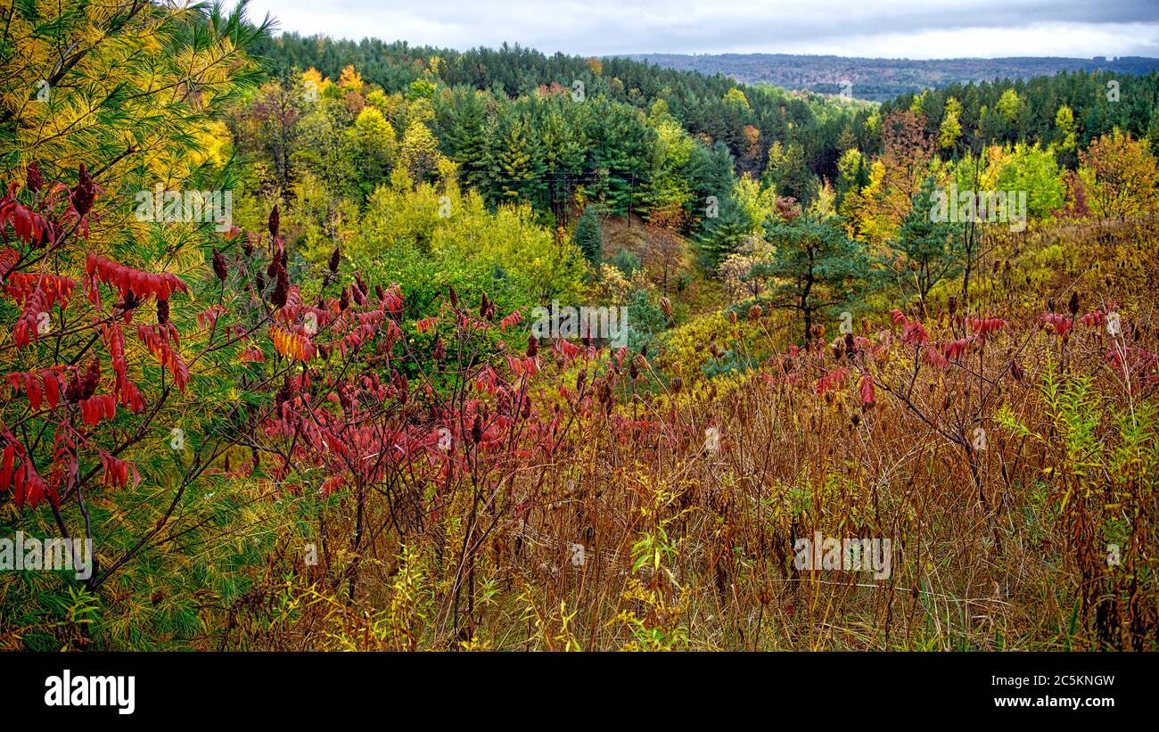 Red color foliage in the changing seasons color of autumn Stock Photo ...
