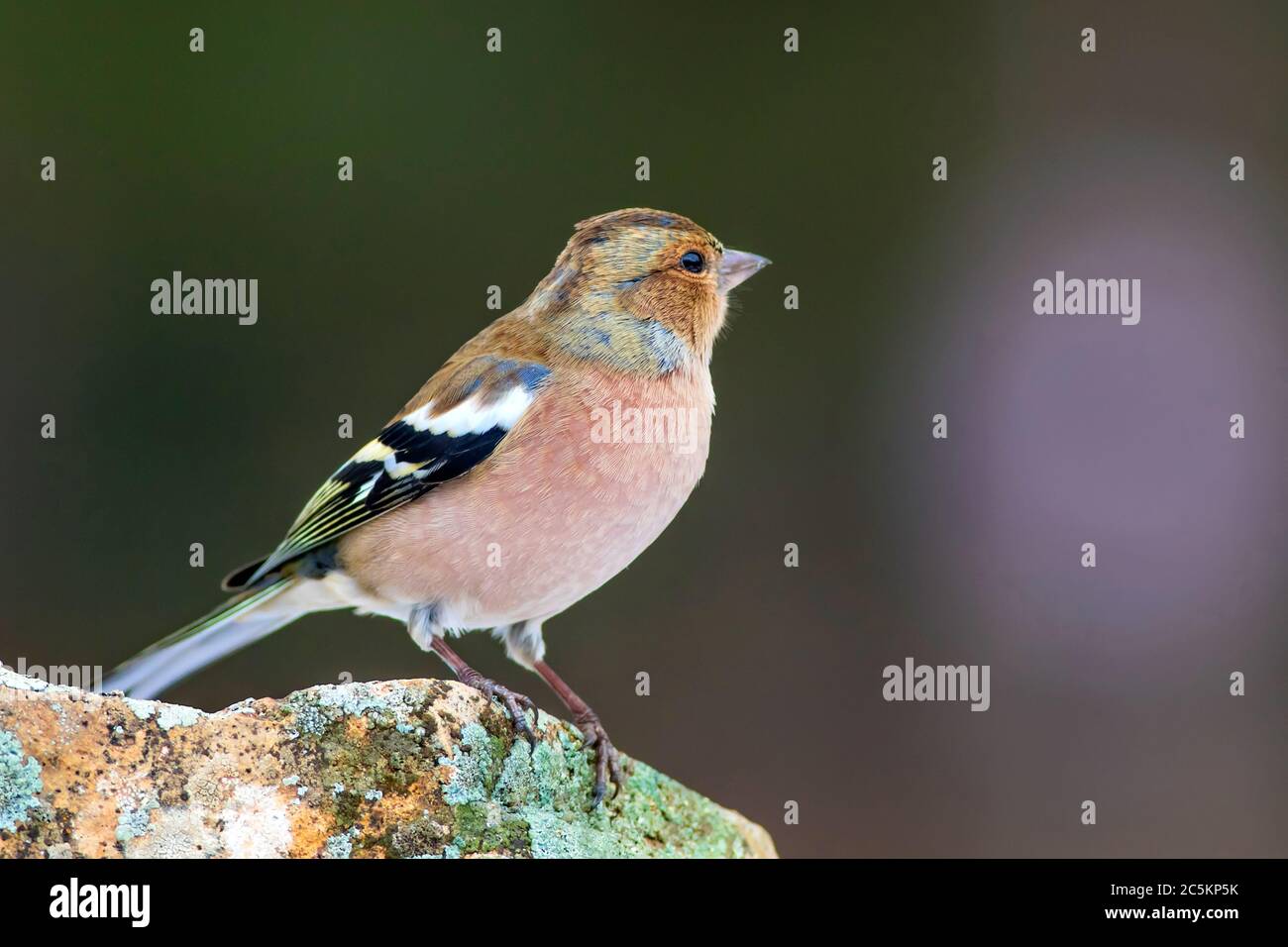 Cute little bird. Clean nature background. Yellow blue nature ...