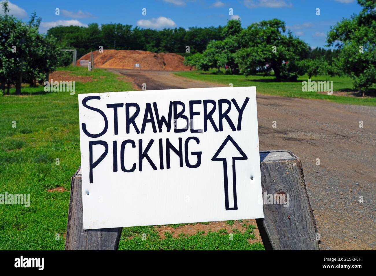 A sign saying Strawberry Picking at a pick-your-own farm in New Jersey Stock Photo