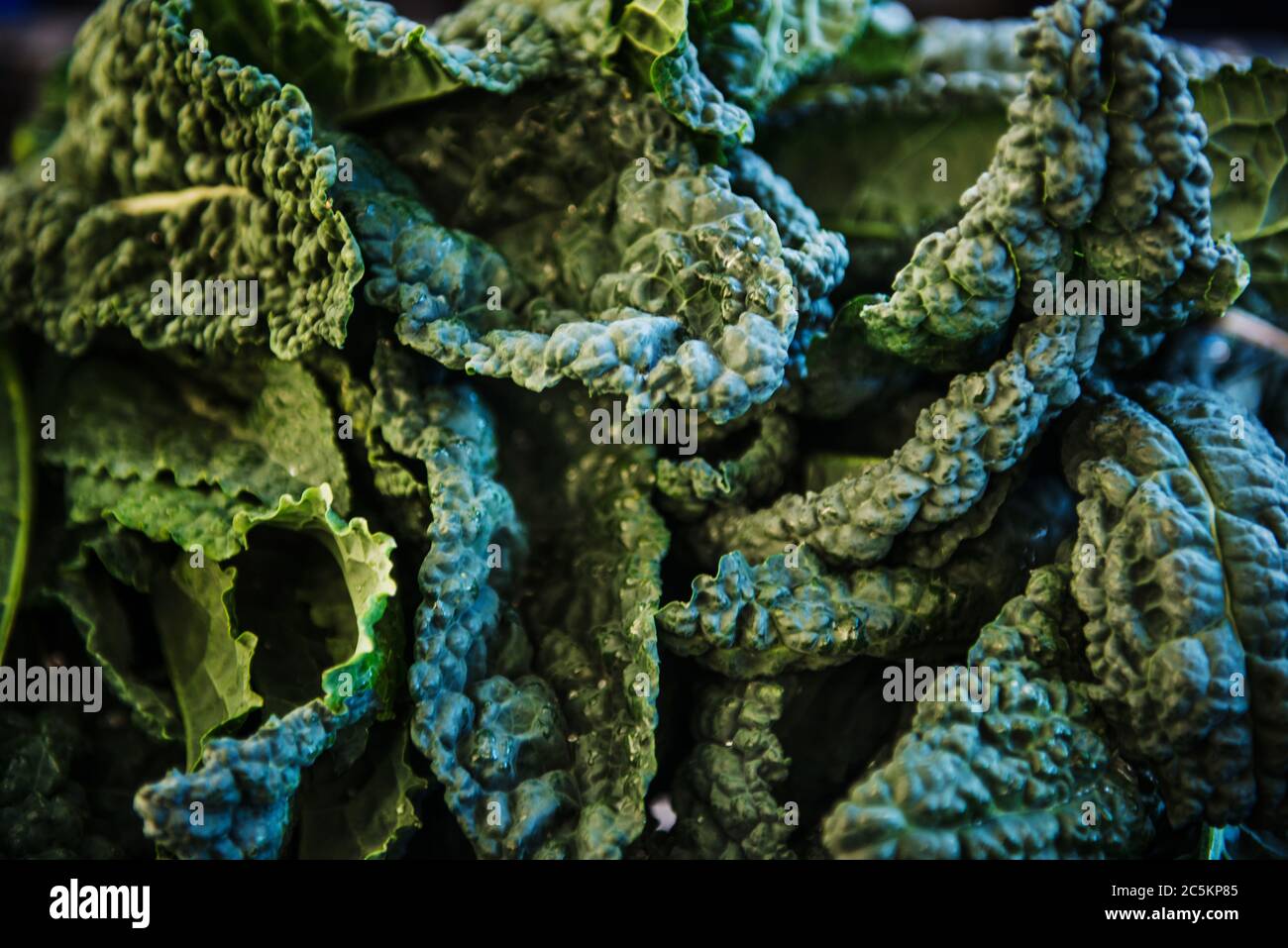 dinosaur kale close up Stock Photo Alamy