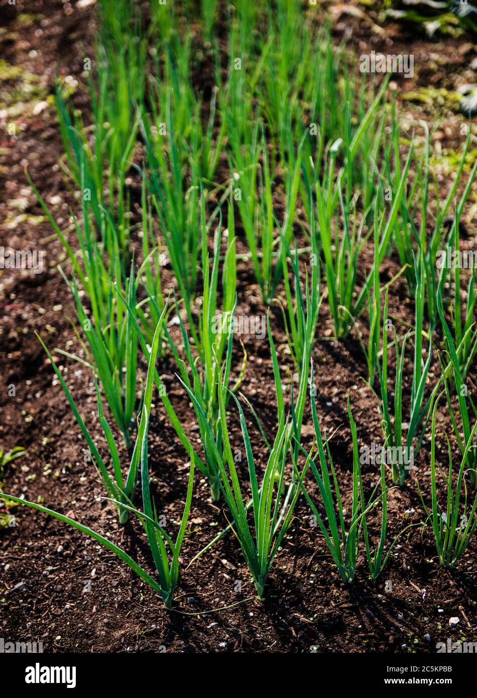 Organic green onions farm field hi-res stock photography and images - Alamy